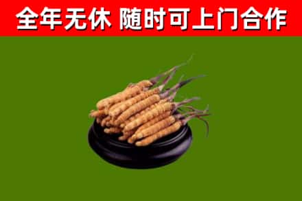 虹口回收散虫草